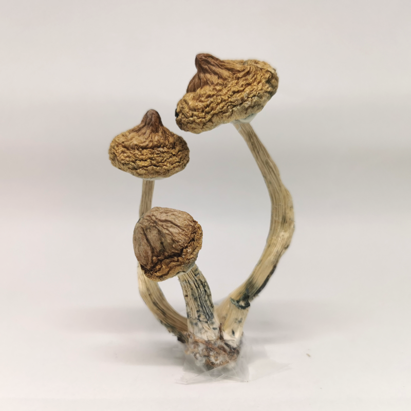 Magic Mushrooms (Buy Shrooms Online) (Copy)