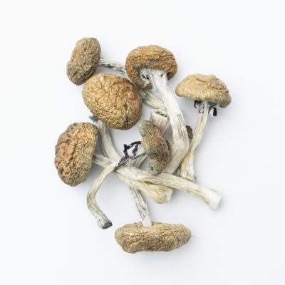 Gold Members Magic Mushrooms