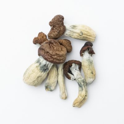 Blue Meanie Magic Mushrooms