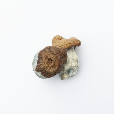 King Kong Magic Mushrooms